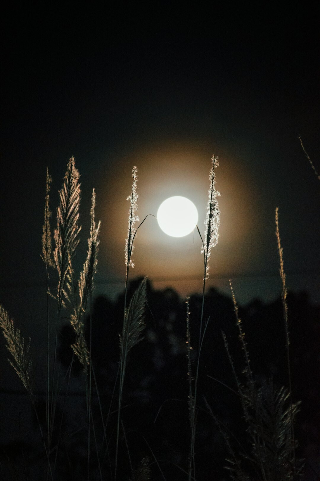 moonlit landscape